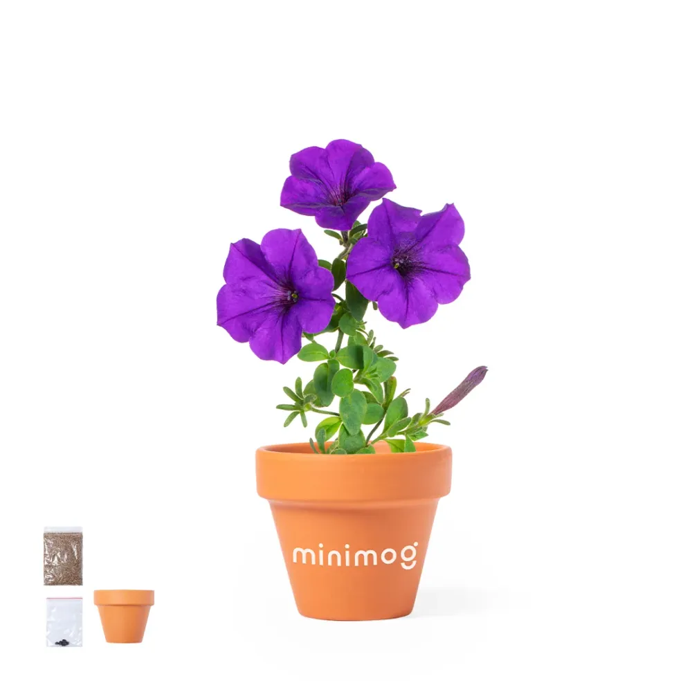Maceta Soltax com Flores de Petúnia - Decoração Natural