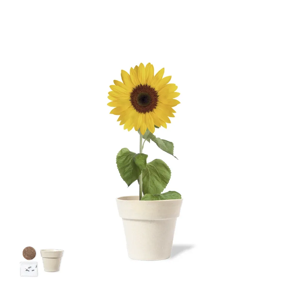 Vaso Biodegradável com Sementes de Girassol