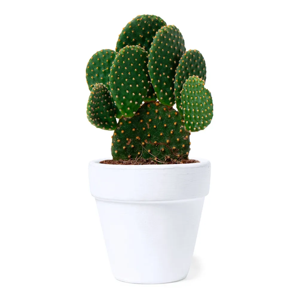Vaso Nature com Sementes de Cactos - Eco-Friendly